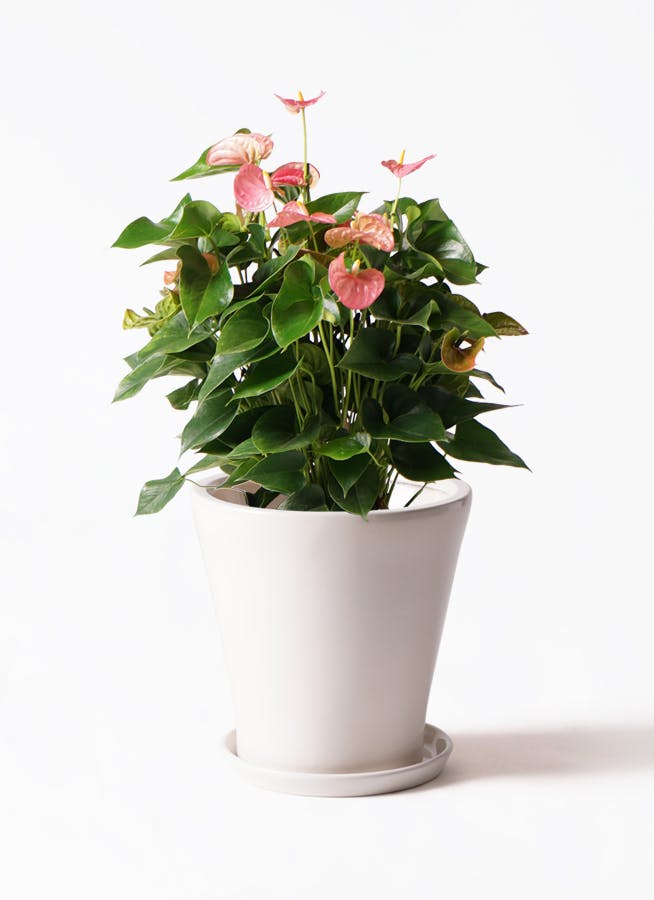 観葉植物 アンスリウム 8号 ホワイト サブリナ 白 付き | 観葉植物なら