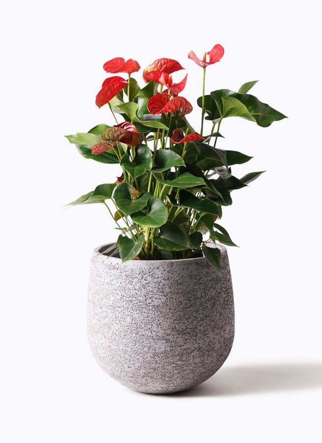 アンスリウム 8号 | 観葉植物 | 送料無料でお届け - Hitohana（ひとはな）