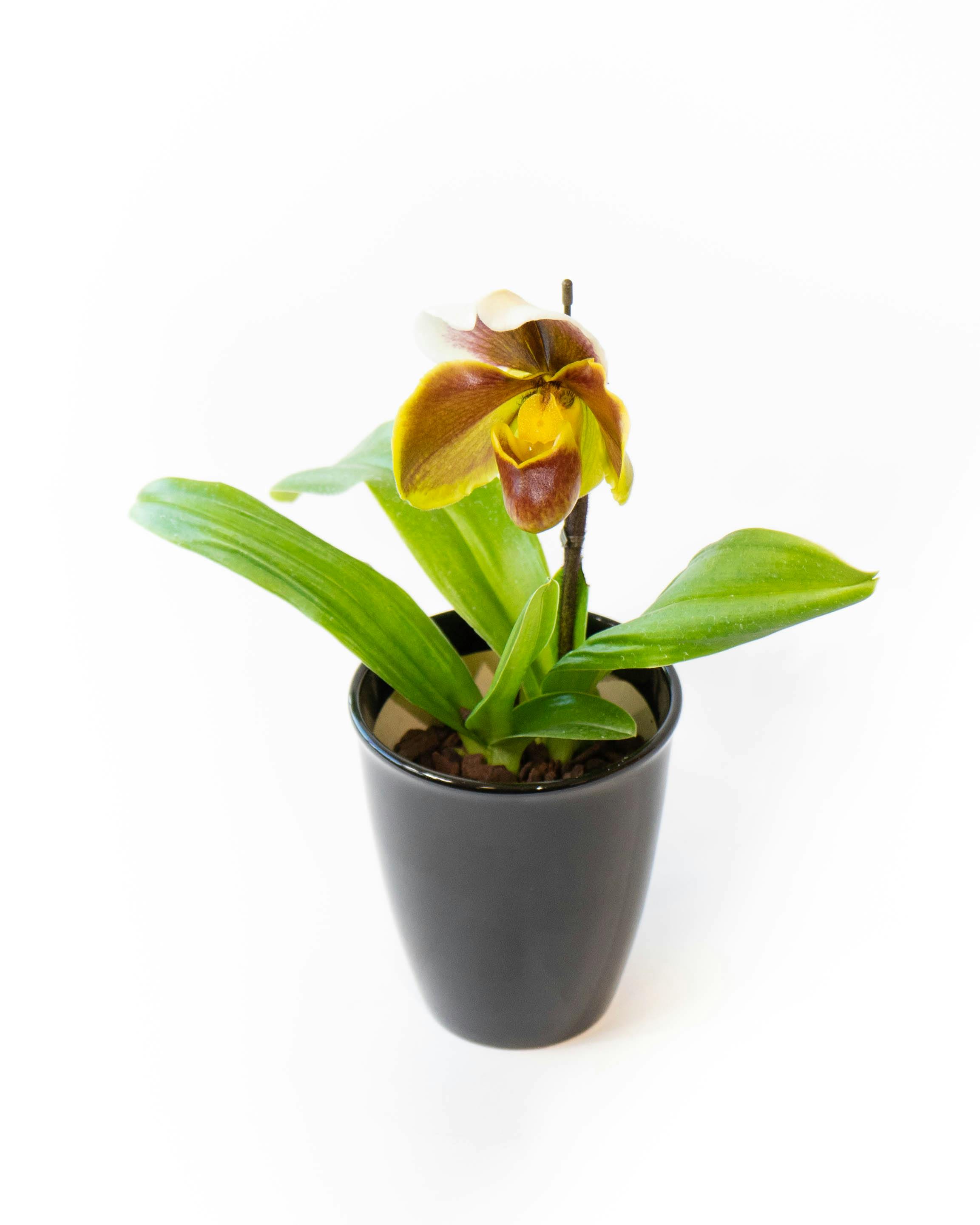 HitoHana（ひとはな）｜洋蘭 | 洋蘭・東洋蘭ならHitoHana(ひとはな)