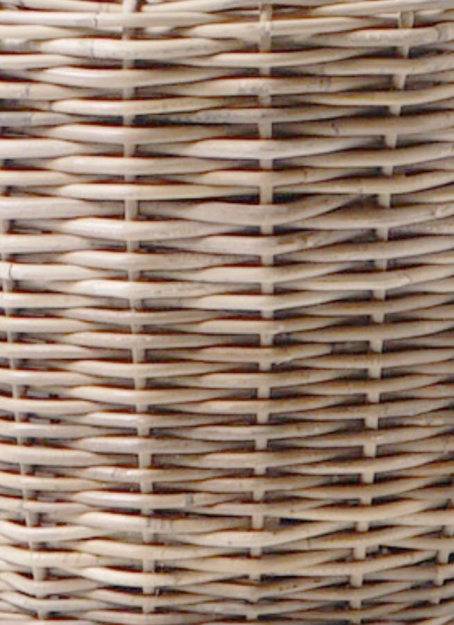 モンテサポさん　専用 観葉植物 柱サボテン 8号 モンデリック ラタン 付き | 観葉植物なら