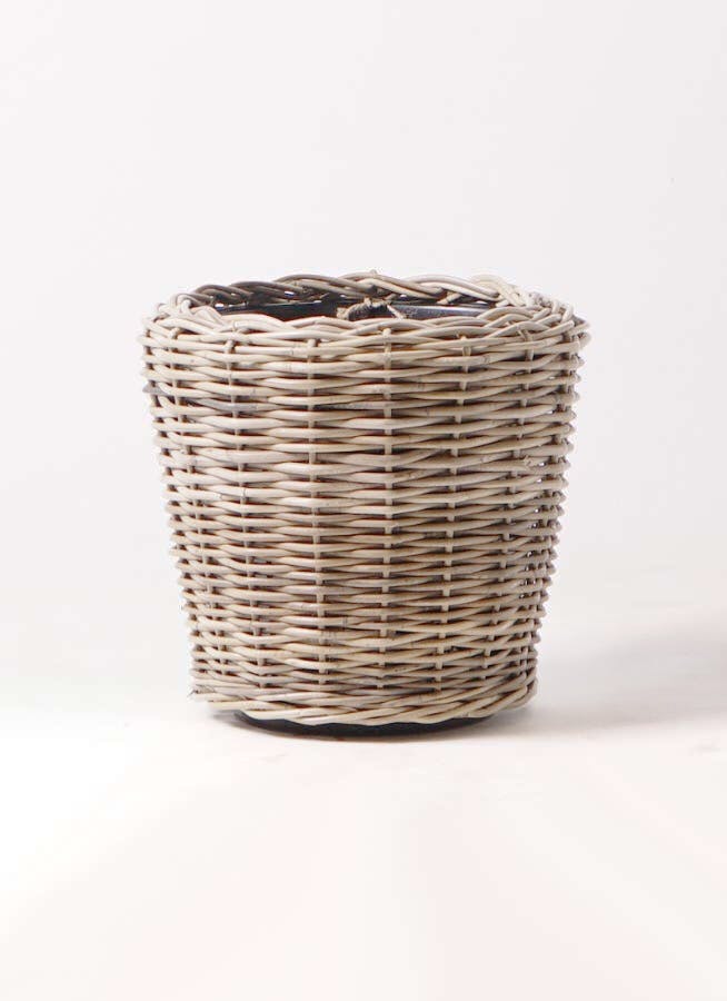 シェフレラ カポック 8号 1m 幹ゴリシェフレラ 観葉植物