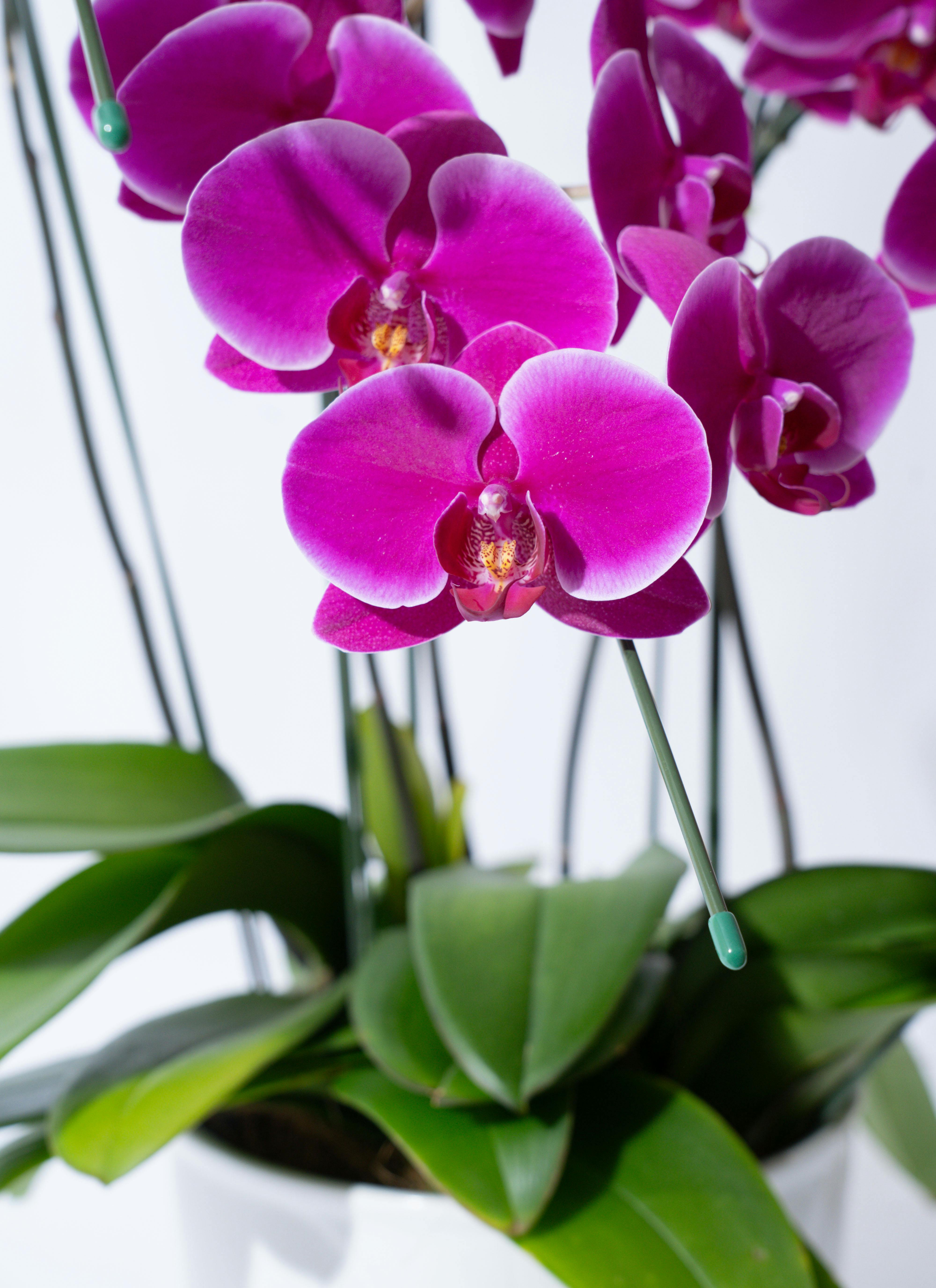 りん5※整理整頓中さま専用ノンホールチョウバネ りん5※整理整頓中さま専用ノンホールチョウバネ りん5※整理