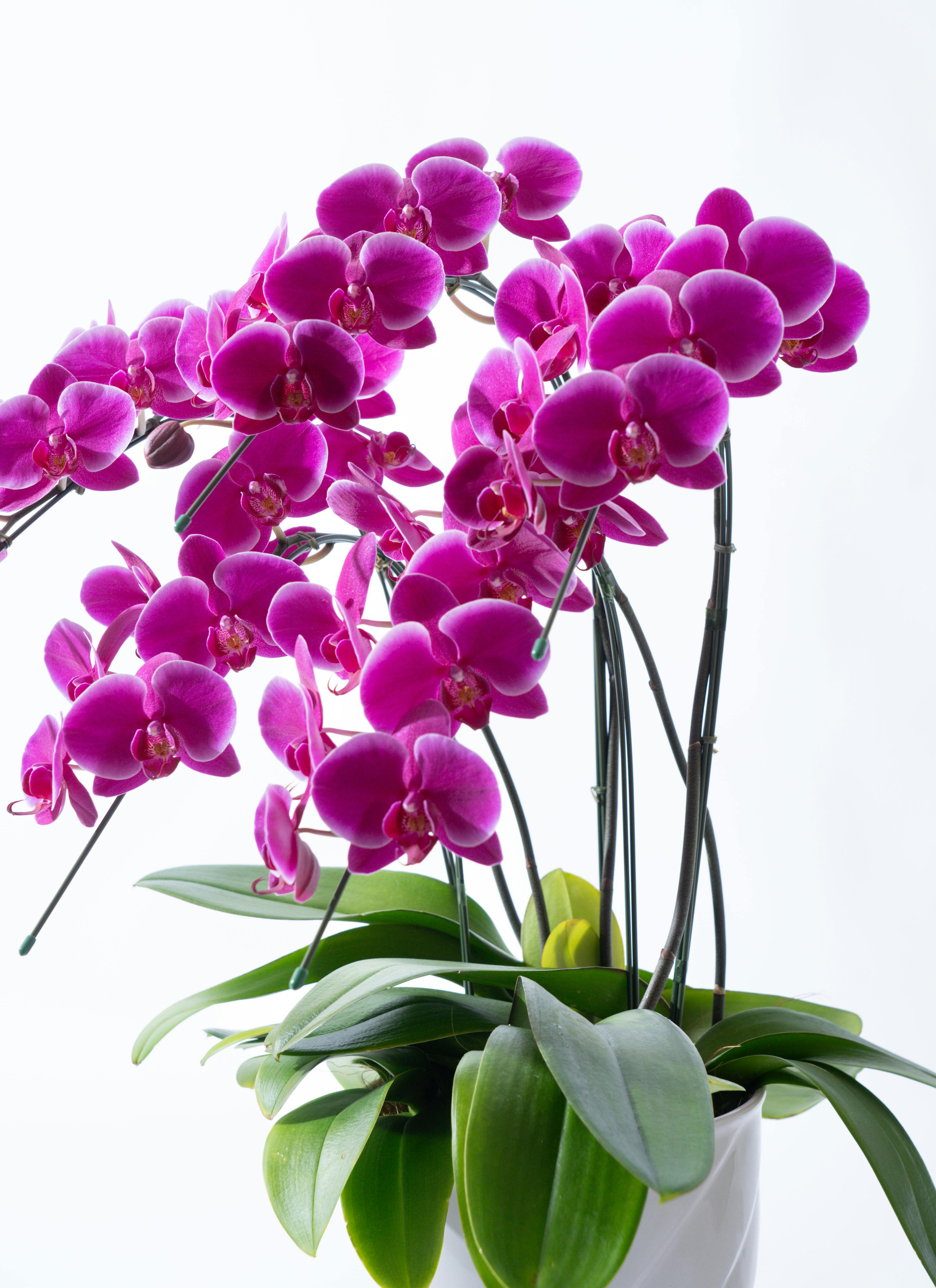 りん5※整理整頓中さま専用ノンホールチョウバネ りん5※整理整頓中さま専用ノンホールチョウバネ りん5※整理