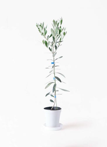 観葉植物 オリーブの木 3.5号 ルッカ プラスチック鉢