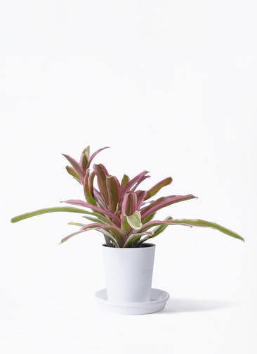 観葉植物 ネオレゲリア 3号 プラスチック鉢