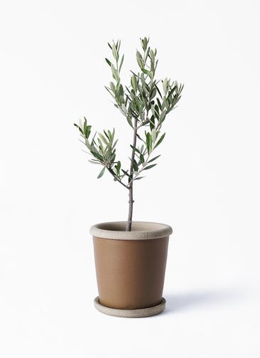 観葉植物 オリーブの木 3号 創樹 Camel Pot (キャメルポット) 植え替えキット付き