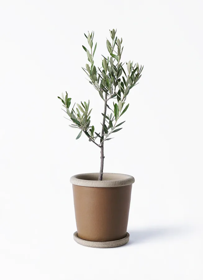 オリーブの木 3号 | 観葉植物 | インテリアやギフトに - Hitohana 