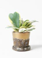 厳選3つ ホヤ サクララン の思わず見とれる花の飾り方贈り方 ひとはなノート 厳選3つ ホヤ サクララン の思わず見とれる花の飾り方贈り方 ひとはなノート