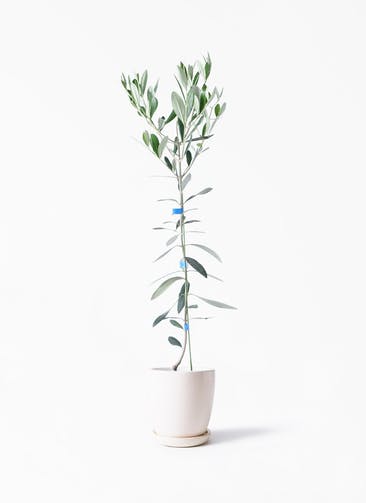 オリーブの木を価格 値段別 に選ぶ Hitohana ひとはな