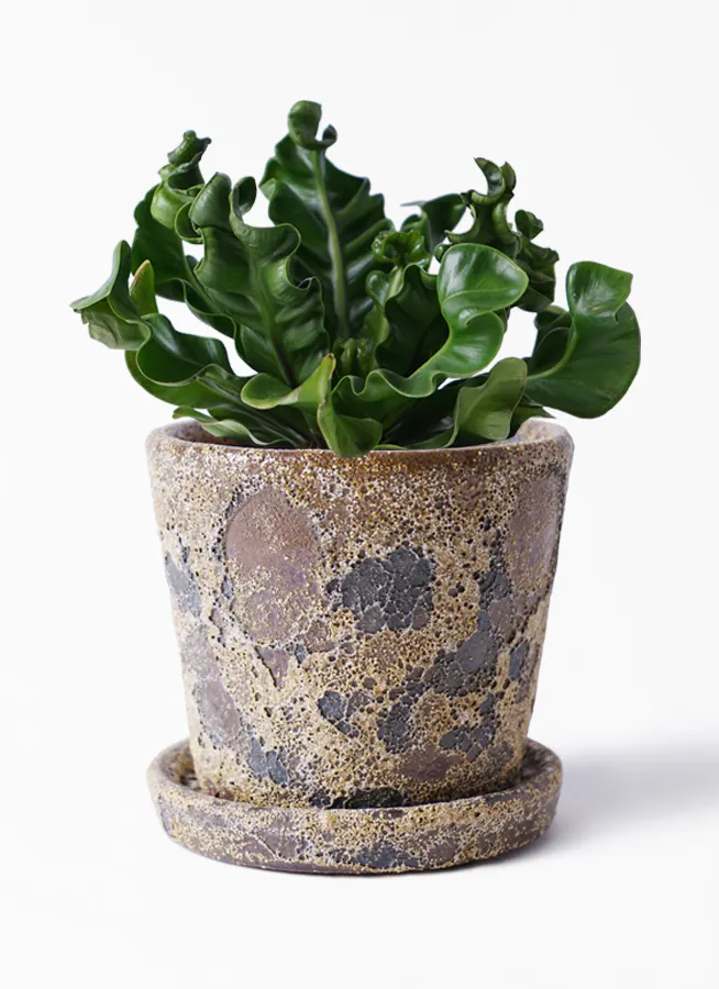 観葉植物 アスプレニウム 4号 ハレー カーキー 付き 観葉植物ならhitohana ひとはな