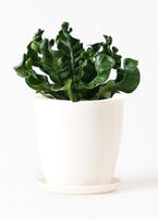 トイレに置くおすすめ観葉植物通販 Hitohana ひとはな トイレに置くおすすめ観葉植物通販 Hitohana ひとはな