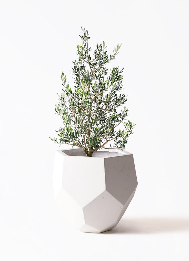 観葉植物 フェニックスロベレニー 8号 ポリゴヘクサ 白 付き | 観葉