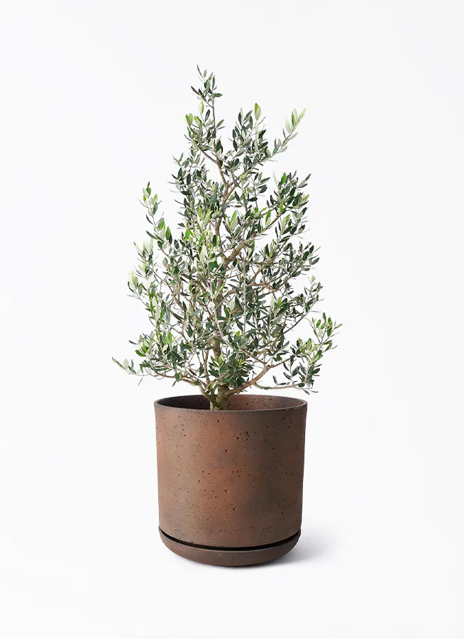 オリーブの木 8号 | 観葉植物 | 送料無料でお届け - Hitohana（ひとはな）