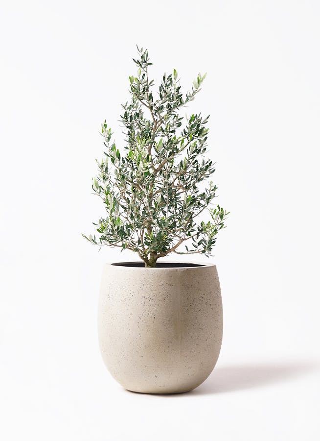 オリーブの木 8号 | 観葉植物 | 送料無料でお届け - Hitohana（ひとはな）