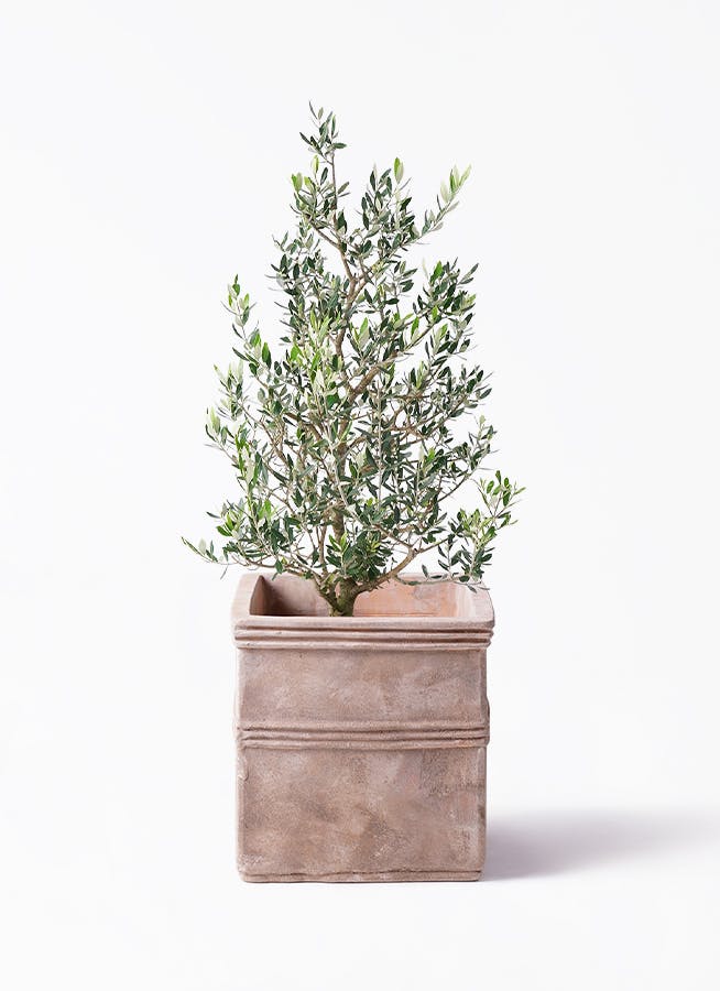 オリーブの木 コロネイキ 8号 約100cm NO.571 一点物 オリーブ