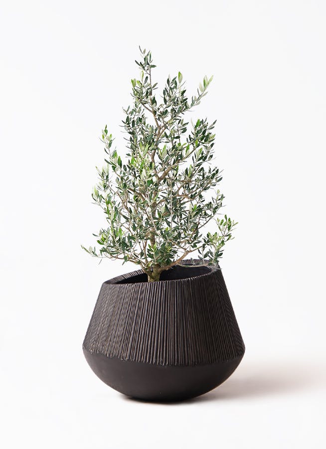 オリーブの木　コロネイキ　8号　約110cm　K-136　一点物 観葉植物 オリーブ 8号 コロネイキ プラスチック鉢 | 観葉植物