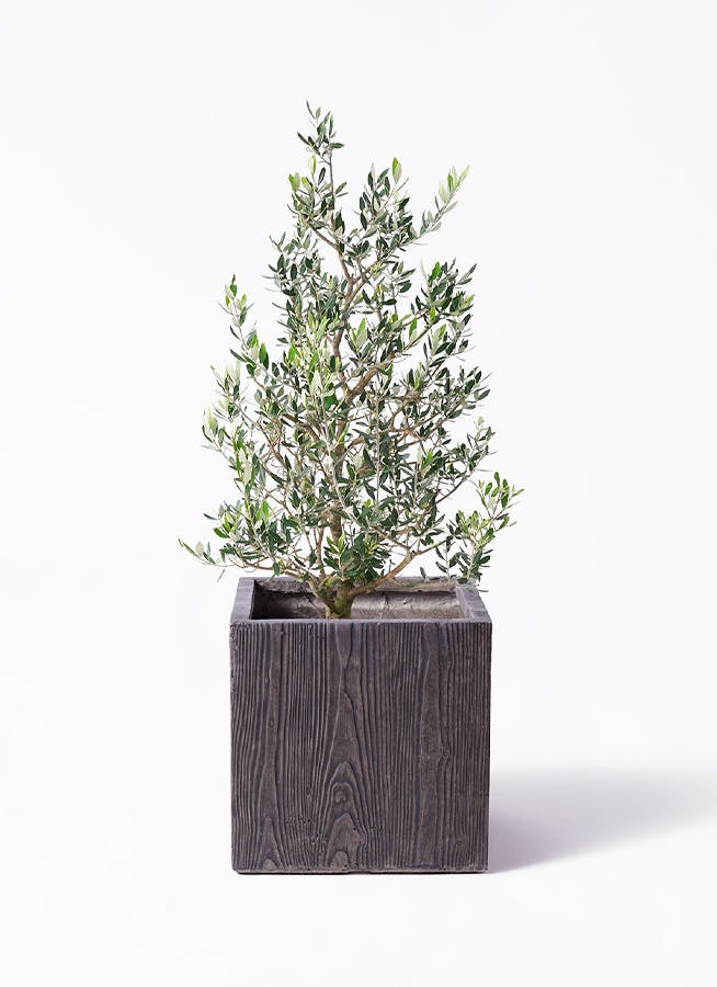 オリーブの木 大型 | 観葉植物通販HitoHana(ひとはな)