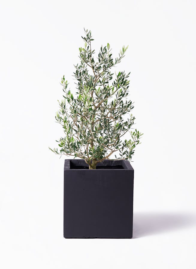 オリーブの木　コロネイキ　8号　約110cm　K-136　一点物 olive-58_0001.jpg?1735006573