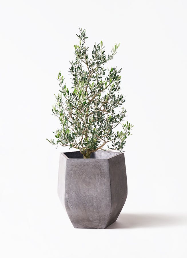 オリーブの木 8号 | 観葉植物 | 送料無料でお届け - Hitohana（ひとはな）