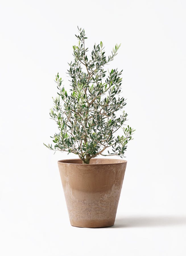 観葉植物 オリーブの木 8号 カヨンヌ アートストーン ラウンド