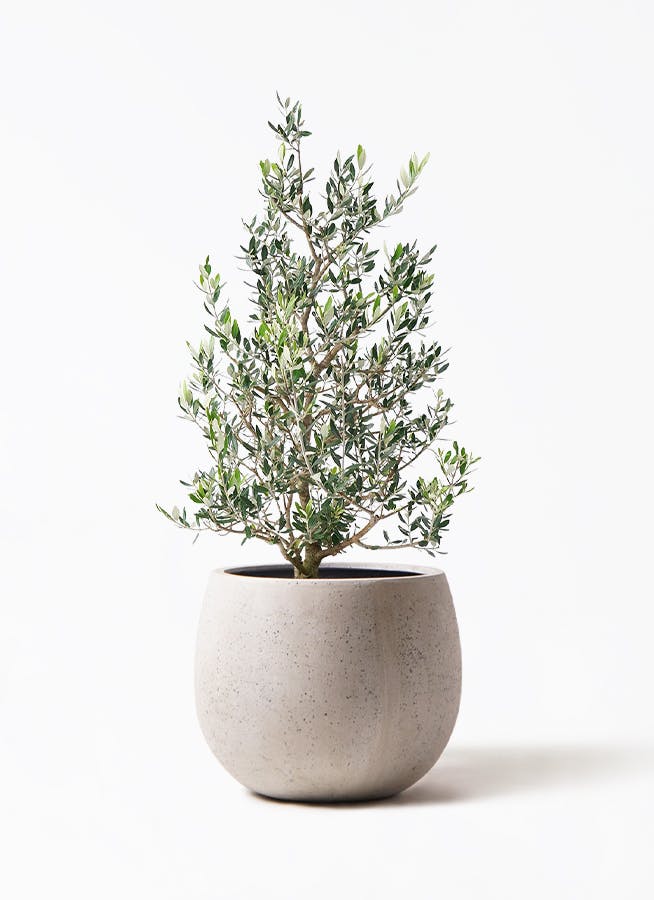 オリーブ コロネイキ | 観葉植物ならHitoHana（ひとはな）