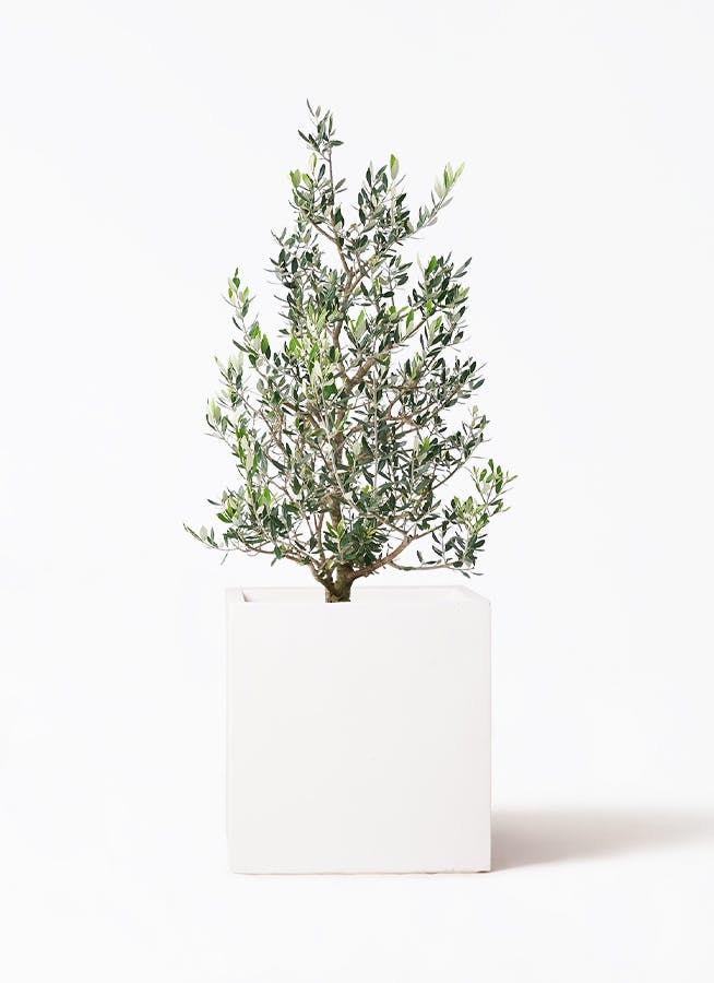 観葉植物 ユーカリ 8号 グニー バスク キューブ 付き | 観葉植物