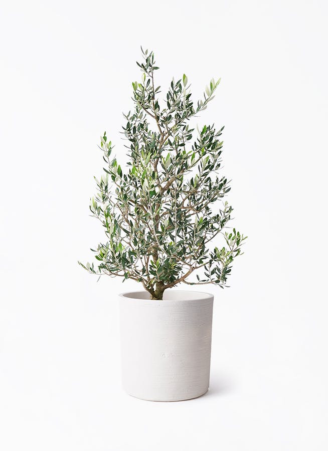 観葉植物 オリーブの木 8号 マンザニロ ソンク シリンダー ホワイト