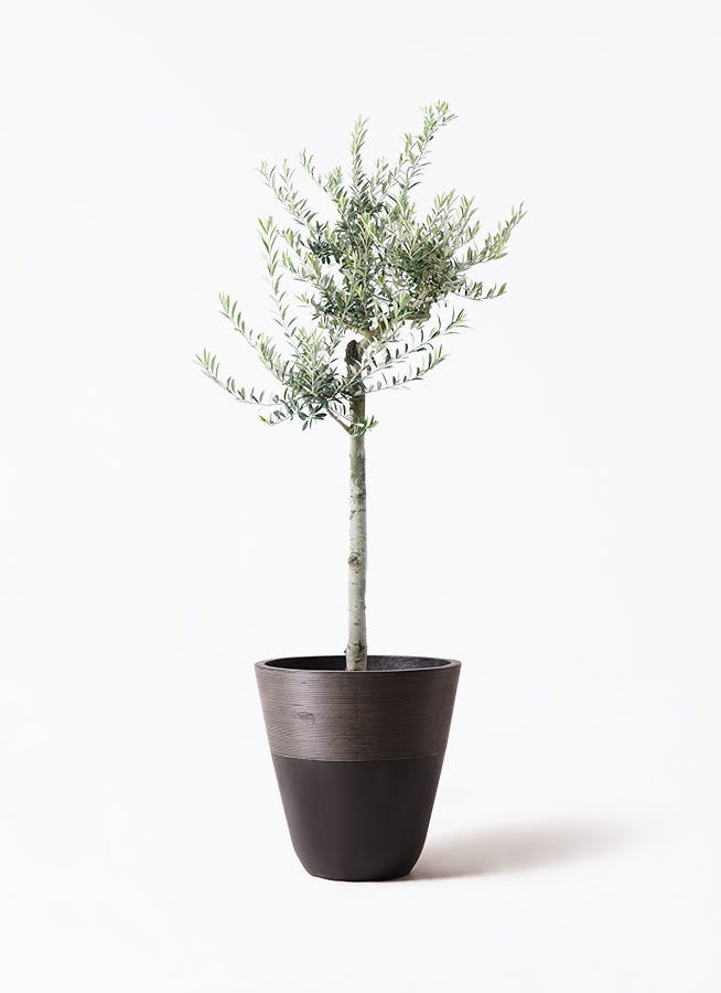 WS8A12 オリーブの木 アルベキナ オリーブの木 アルベキーナ | 観葉植物 | 送料無料でお届け - Hitohana