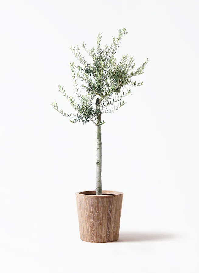 オリーブの木 アルベキーナ | 観葉植物 | 送料無料でお届け - Hitohana 