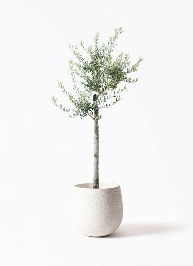 観葉植物 オリーブの木 10号 レッチーノ Eco Stone (エコストーン