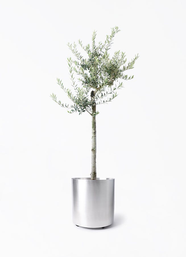 オリーブの木 アルベキーナ | 観葉植物 | 送料無料でお届け - Hitohana