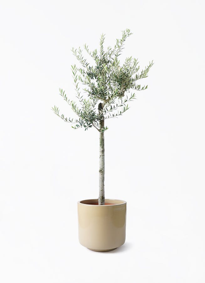 オリーブの木　アルベキナ オリーブの木 アルベキーナ | 観葉植物 | 送料無料でお届け