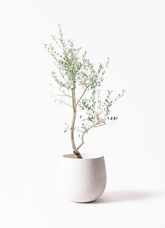 観葉植物 オリーブ 10号 レッチーノ エコストーンwhite 付き | 観葉