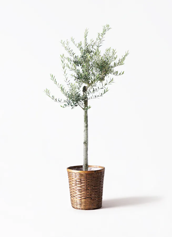 オリーブの木 アルベキーナ | 観葉植物 | 送料無料でお届け - Hitohana 