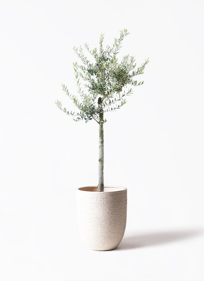 観葉植物 オリーブの木 10号 ピクアル ビアスアルトエッグ 白 付き
