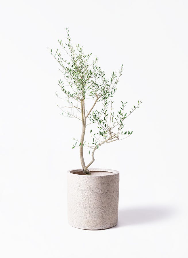 オリーブの木 レッチーノ | 観葉植物通販HitoHana(ひとはな)