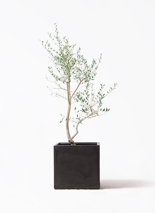 オリーブの木 レッチーノ | 観葉植物通販HitoHana(ひとはな)