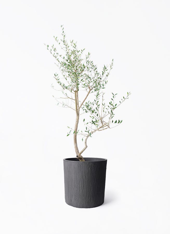 オリーブの木 レッチーノ | 観葉植物通販HitoHana(ひとはな)