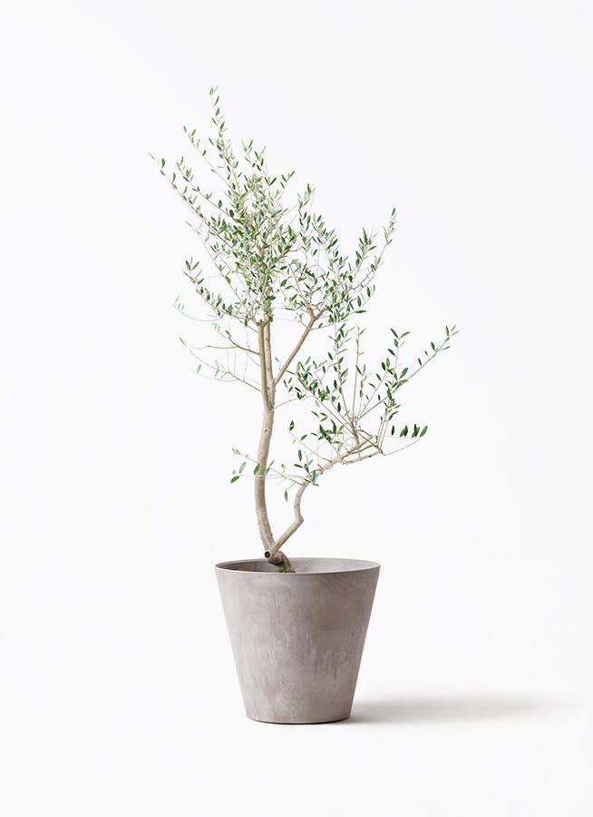 オリーブの木 レッチーノ | 観葉植物通販HitoHana(ひとはな)
