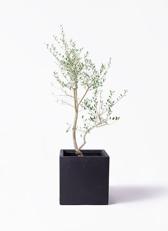 黒・ブラックの鉢カバー付きの観葉植物 | HitoHana（ひとはな）