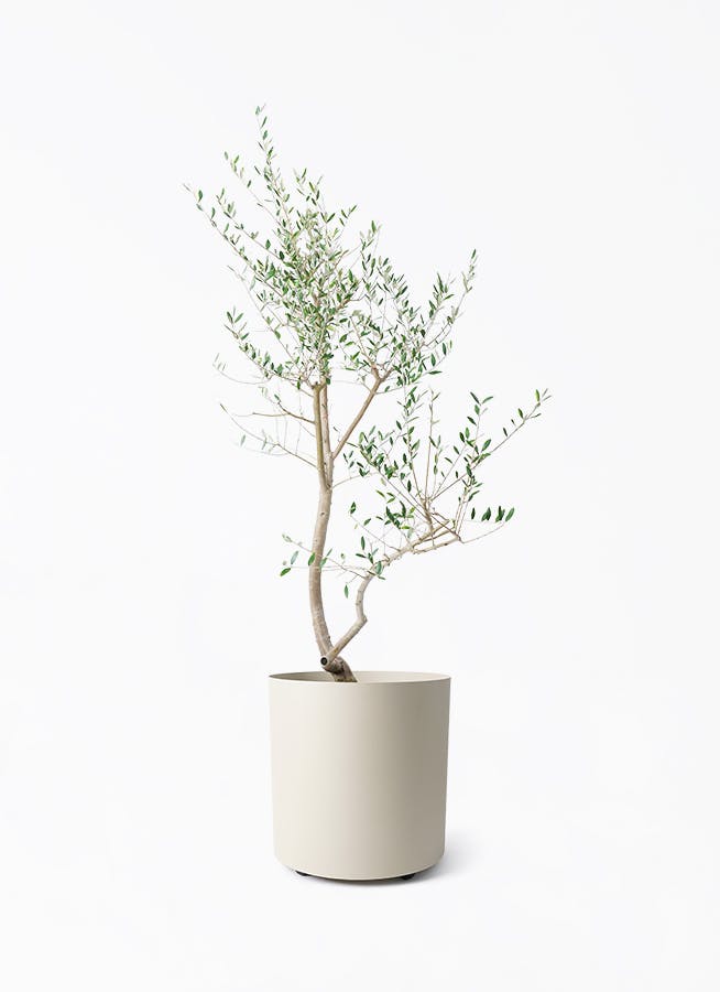 オリーブの木　レッチーノ レッチーノ Lサイズ 約160cm 10409 オリーブの木 - 株式会社鶴亀園