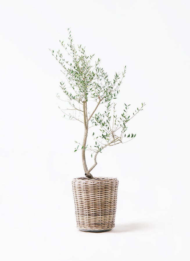 最終値下げ✩.*˚オリーブの木 法人限定】ルッカ（オリーブの木）｜XL｜NO.1880｜約200cm｜人気・寒冷