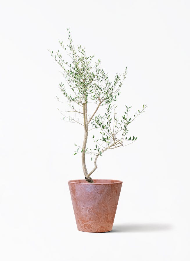 観葉植物 オリーブの木 10号 レッチーノ アートストーン ラウンド