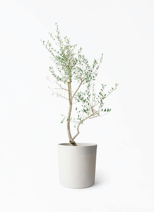 オリーブの木 レッチーノ | 観葉植物通販HitoHana(ひとはな)
