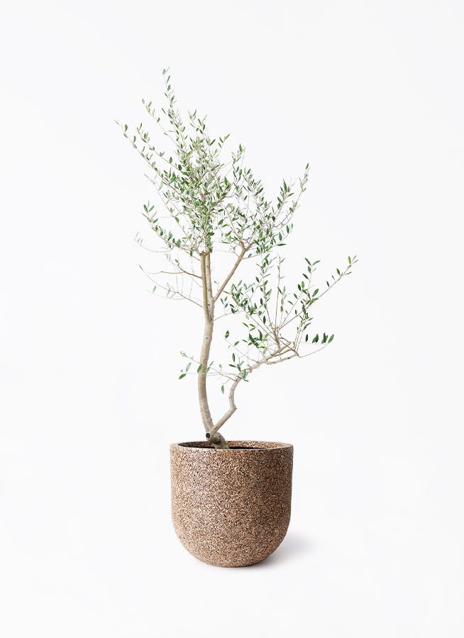 オリーブの木　レッチーノ オリーブの木 レッチーノ | 観葉植物通販HitoHana(ひとはな)