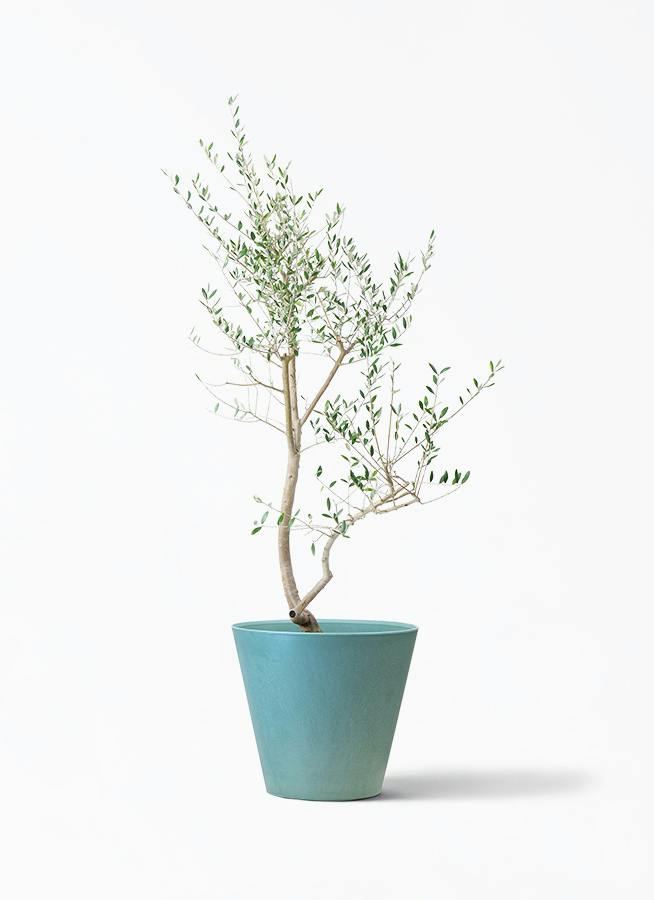 観葉植物 オリーブの木 10号 レッチーノ アートストーン ラウンド 