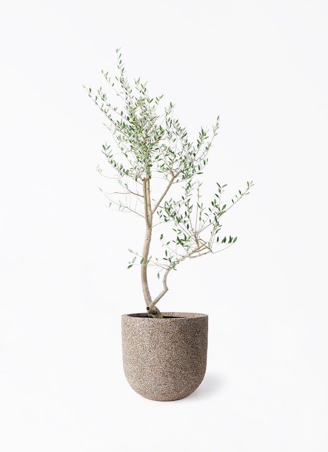 オリーブの木 レッチーノ | 観葉植物通販HitoHana(ひとはな)