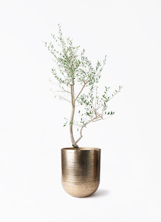 オリーブの木 レッチーノ | 観葉植物通販HitoHana(ひとはな)