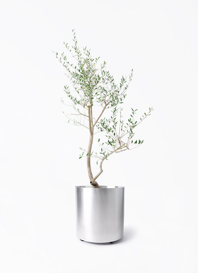 オリーブの木 レッチーノ | 観葉植物通販HitoHana(ひとはな)