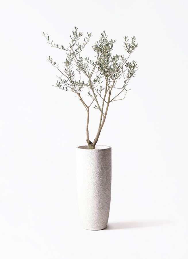 オリーブの木 マンザニロ | 観葉植物 | 送料無料でお届け - Hitohana